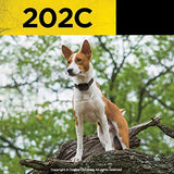 Dogtra 202C Two Dog Remote Training Collar - 1/2 Mile Range, Rechargeable, Waterproof - Plus 1 iClick Training Card, Jestik Click Trainer - Value Bundle
