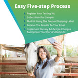 5Strands Equine Health Test: Food Intolerance, Environment Intolerance, Nutrition, Metals and Minerals - at Home Dog or Cat Hair Sample Collection Kit, Results in 7 Days Works for All Ages and Breeds